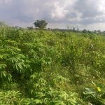 Land measuring 1,000 square meters available for sale along Ibom Hotels & Icon Resorts Road in Uyo Akwa Ibom, selling for ₦7,000,000.