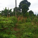 Land measuring 1630sqm for sale at Abak Road Uyo, Akwa Ibom selling for ₦25,000,000. Land is at mbribit itam flushing to the tarred street.