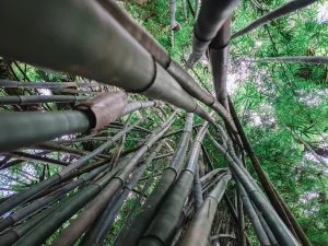 Shortcomings of bamboo